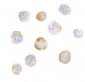 TRIM25 Antibody (C-Terminus)